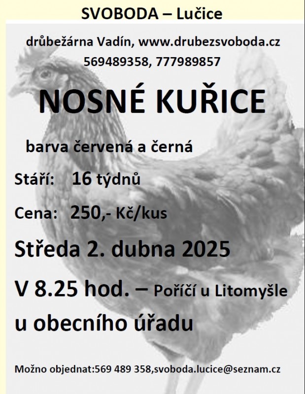 kuřice - duben