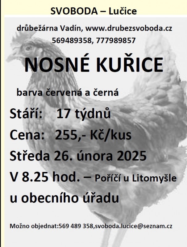 prodej kuřic