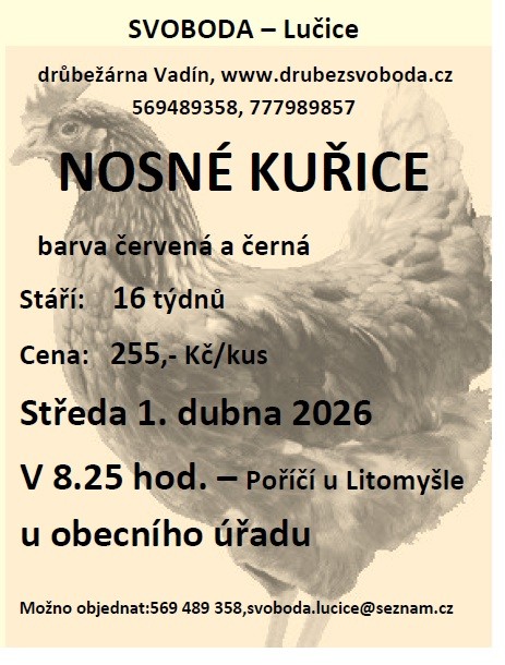 kuřice - duben